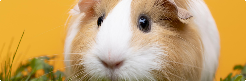 Tudo Sobre Hamsters: Veja Algumas Curiosidades!