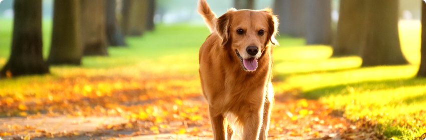 8 Dicas Para Passear Com o Seu Pet de Forma Segura